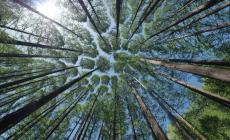 Giovedì 8 febbraio inizia un nuovo corso LUSC - Giustizia climatica e democrazia ecologica nell’Antropocene