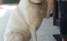 Cani spariti nel nulla, è allarme nella Bassa est