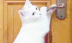 Come creare  spazi su misura per i nostri  gatti