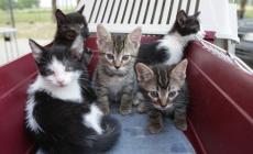 Il gattile non accoglie più nuovi cuccioli  