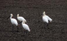 Le "spatole" danno spettacolo nella golena del Po  - Foto