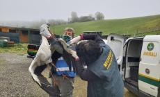 Maschio di cicogna urta i cavi della luce e cade ferito: salvato