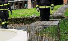 Tasso finisce nella piscina (vuota): salvato dal 115