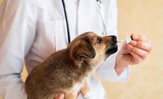 Si può curare Fido con i generici per l'uomo. E il portafogli sorride