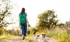 Processionaria, pericolo nascosto per i nostri animali in primavera