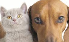 Almeno 400 tra cani e gatti morti nella notte di San Silvestro
