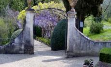La massima fioritura del famoso glicine di Firenze è un evento botanico sul web