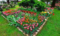 Lo spettacolo della fioritura di tulipani - Foto