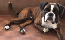 Sos Animali: tre che cercano casa - Foto