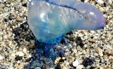 Ambiente: esemplare Caravella portoghese su spiaggia Stretto