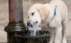 Un lettore: "Nell'area cani del Falcone Borsellino manca l'acqua. E i nostri amici hanno sete"