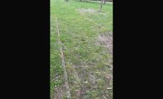 "Il parco Stefano Vezzani ormai irriconoscibile: quanto degrado"- Foto 