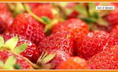 Fragole: deliziose ma ricche di antiossidanti e diuretici 