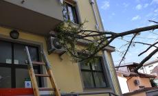 Via Lemoigne, albero si abbatte su un'auto e su una palazzina - Foto