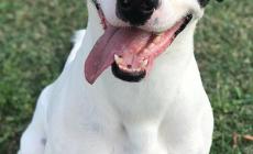 Sos Animali: due cani e un gatto cercano casa - Foto