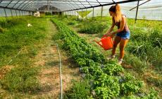 Agricoltura, cambia il modo di lavorare. Ed è caccia ai nuovi profili