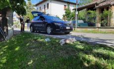 Cagnolina uccisa da 2 pitbull davanti agli occhi della padrona