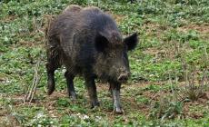 È allarme cinghiali nei giardini: danni (e un po' di paura)