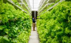 Meno chilometri, pi&ugrave; gusto. Le ragioni dell'orto verticale