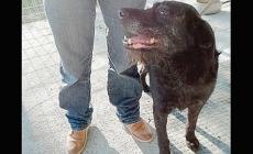 Cani da adottare - Foto