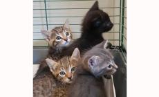 Sei micini salvati in un buco cercano casa 