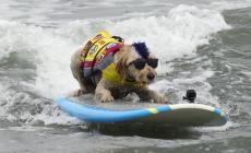 Cani che fanno surf: campionati mondiali in California