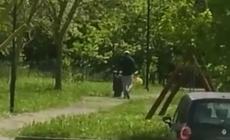 Getta rifiuti nel parco: viene filmato e finisce sulla pagina social del Comune