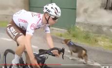 Il cane taglia la strada a tre ciclisti in gara: la "quasi caduta" che sta facendo il giro del web- Video 
