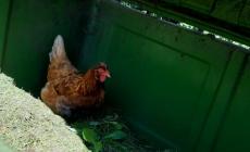 Una gallina viva nel cassonetto del verde 