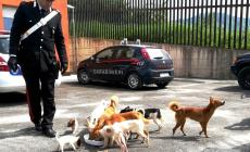 Con 47 cani sul fuoristrada, coppia condannata