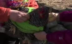 Le galline hanno freddo? Ecco i maglioni Video