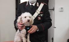 Il barboncino Spillo salvato dai carabinieri