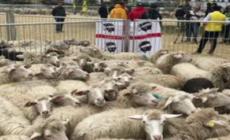A Cascia 1000 pecore sarde, regalo dei pastori