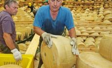 Solidariet&agrave;: corsa agli acquisti per le forme di parmigiano "terremotato"