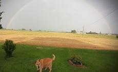 Ritratto di cane con arcobaleno