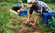 Rinnovato il contratto provinciale degli operai agricoli e florovivaisti