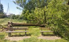Parco giochi, albero crolla sulle panchine