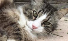 Una raccolta cibo tramite Amazon  per aiutare &laquo;I gatti di Maria Luigia&raquo;