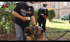 Maltrattamenti cani e traffico cuccioli, 29 denunce Cc