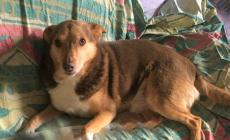 Io resto a casa Le vacanze senza Fido