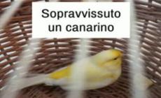 Palazzina crollata, trovato salvo un canarino