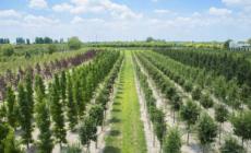 Aperto il bando per accreditare nuovi vivai dove ritirare gratis in autunno gli alberi forniti dalla Regione