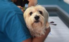  Alzheimer, uno studio dell'Università di Parma: benefici dalla presenza di un cane