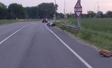 Centra un capriolo in scooter e finisce all'ospedale