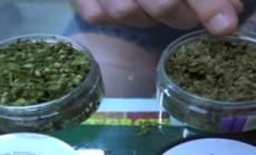 Emendamento del governo  al Dl sicurezza: stop alla cannabis light