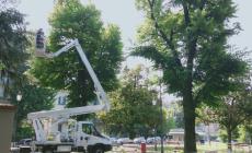 Tre alberi sono "malati", intervento urgente in piazza XXV aprile