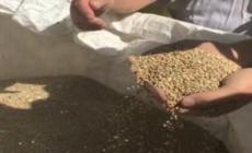 Riparte la raccolta di lenticchie, è la prima post sisma