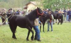 La mostra del cavallo bardigiano
