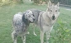 Non c'&egrave; traccia di Seven e Indi, scomparsi dal 6 settembre