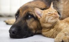 Incontro:  «Cane e gatto: due stili a confronto»    